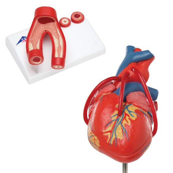 8000845_01_1200_1200_Anatomy-Set-Heart