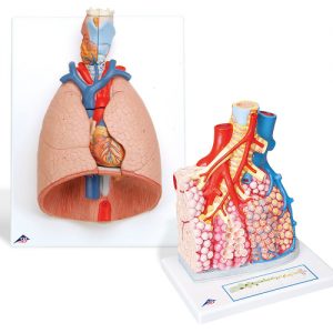 Anatomical Teaching Models, Plastic Vertebrae Model